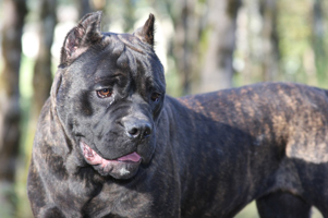 old world cane corso shade